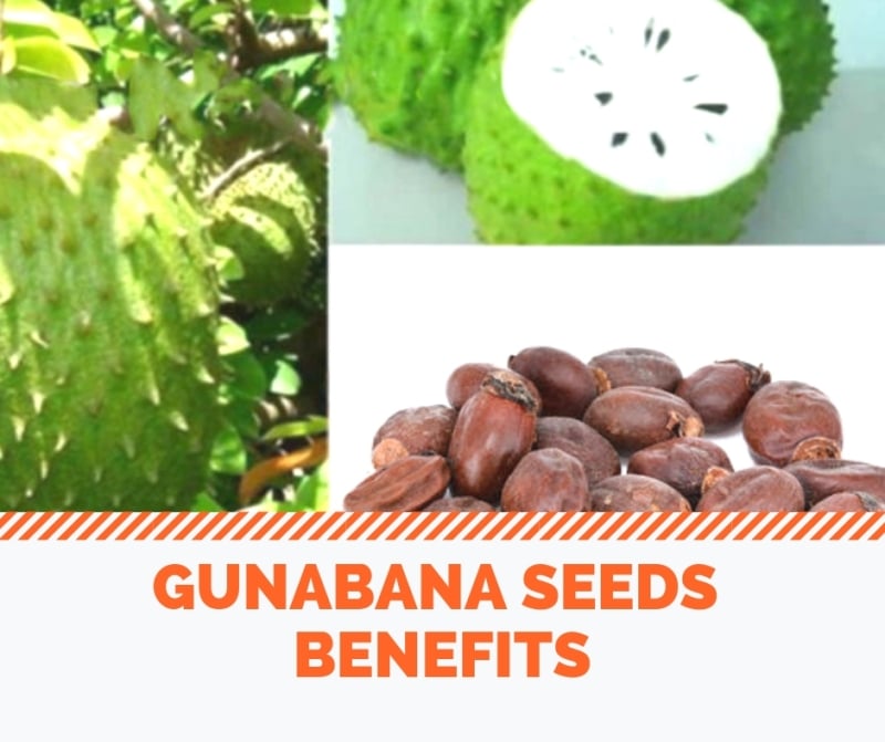 Gunabana Seeds Benefits